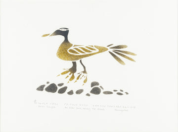 Sarah Putuguk (Inuit, Povungnituk) " An Eider Duck Among The Stones"