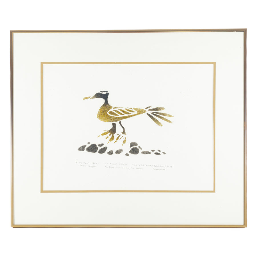 Sarah Putuguk (Inuit, Povungnituk) " An Eider Duck Among The Stones"