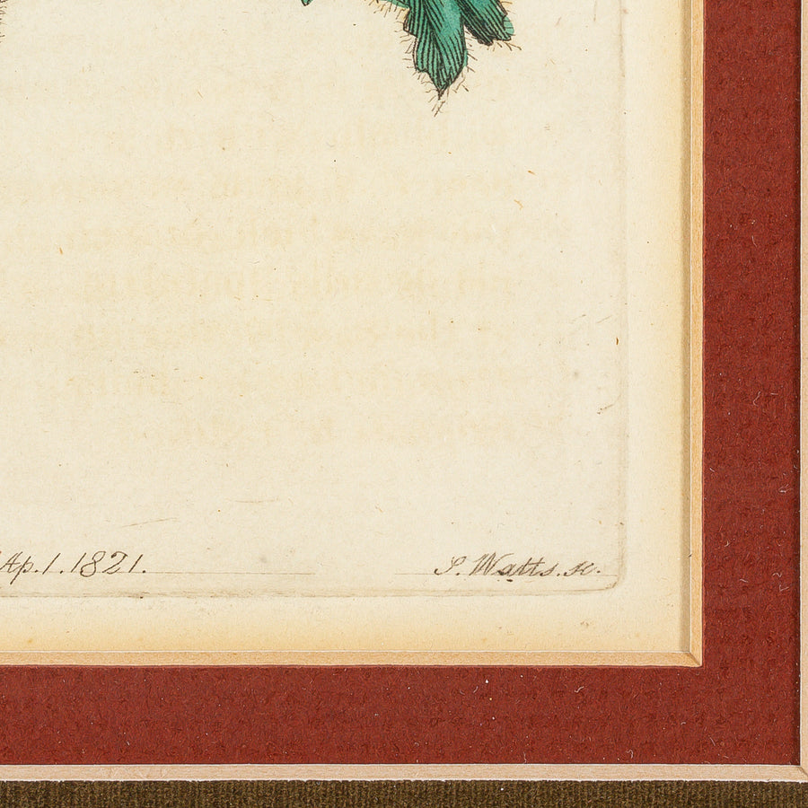 S. Watts (After E.D. Smith)             Geraniums