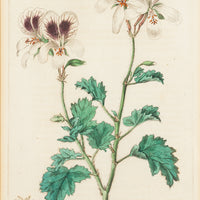 S. Watts (After E.D. Smith)             Geraniums