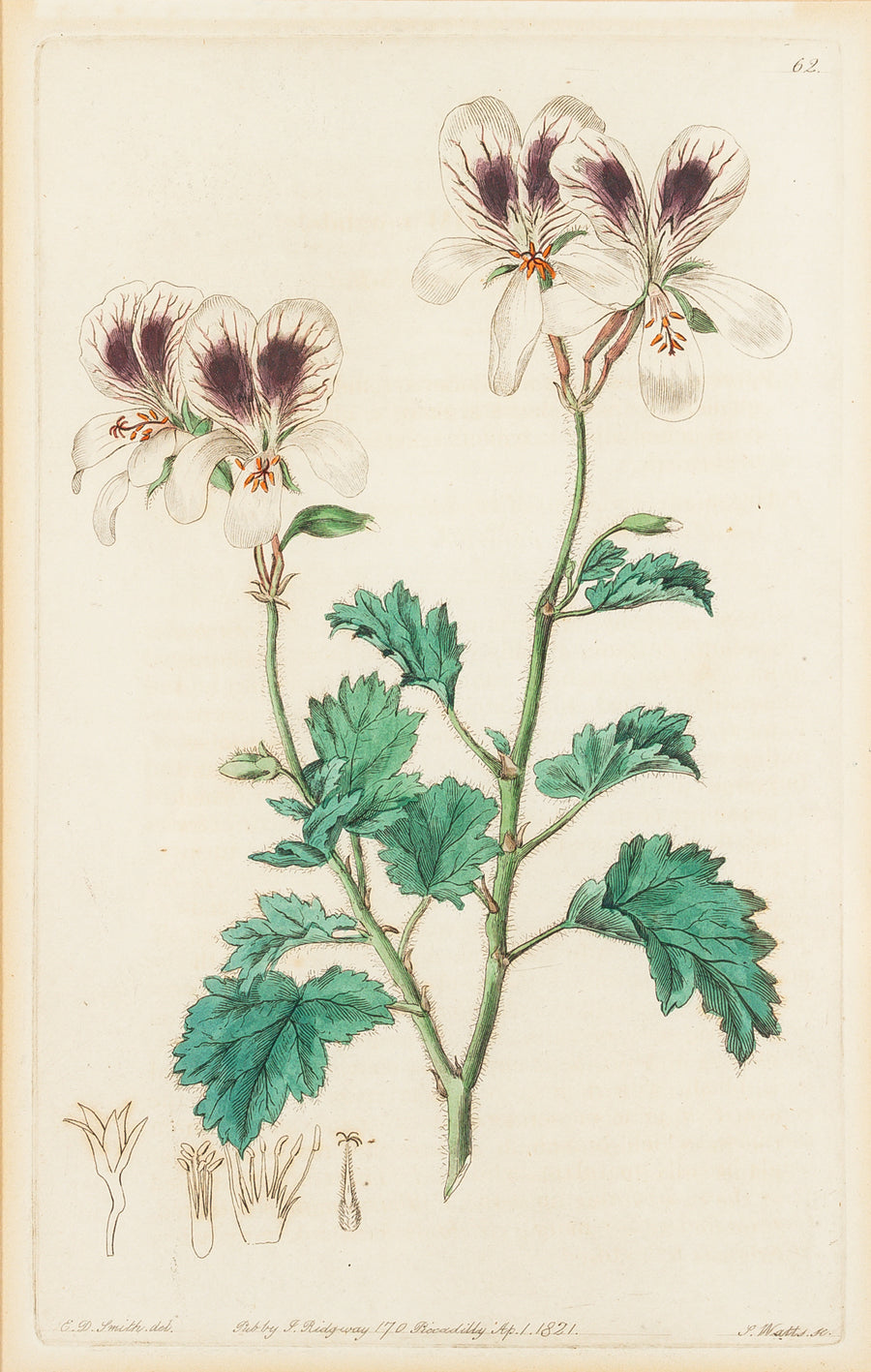 S. Watts (After E.D. Smith)             Geraniums