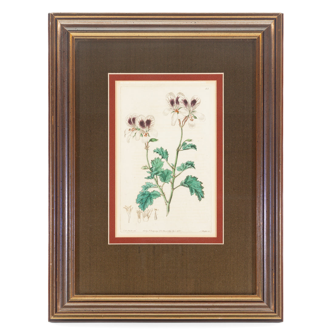 S. Watts (After E.D. Smith)             Geraniums