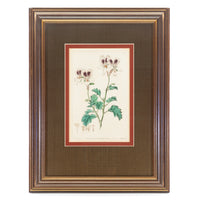 S. Watts (After E.D. Smith)             Geraniums