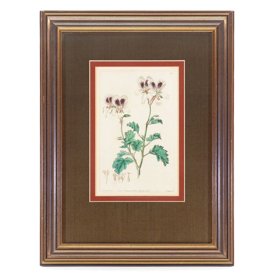 S. Watts (After E.D. Smith)             Geraniums