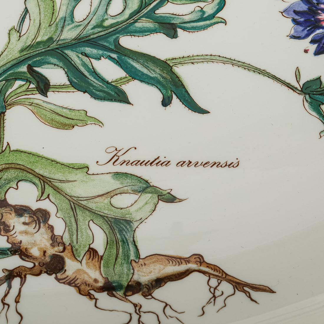VILLEROY & BOCH Botanica Oval Bake Dish