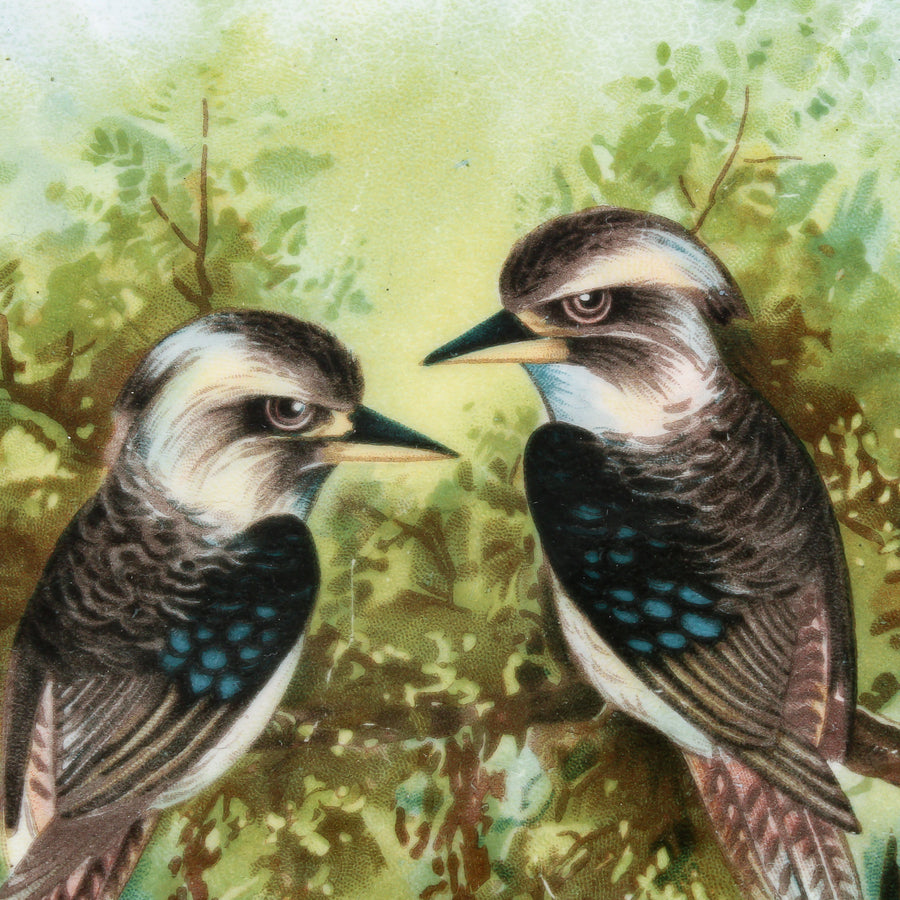 SHELLEY Kookaburra Cabinet Plate